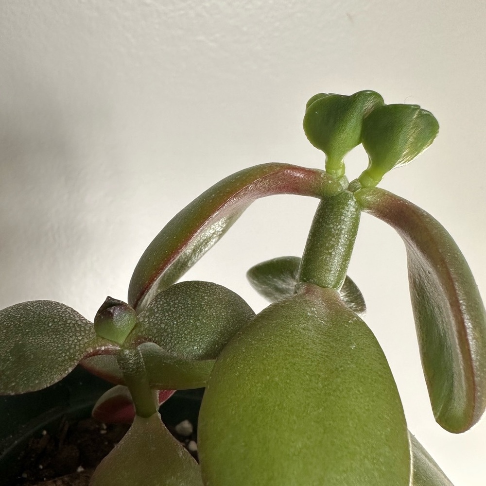 CRASSULA MONEY TREE SUCCULENT PLANT - Picture 2 of 3